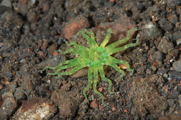 Sea Anemone (Edwardsianthus gilbertensis)