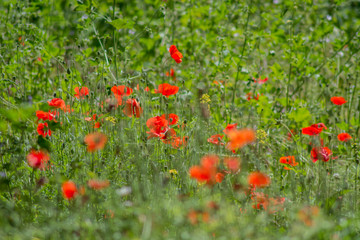 field of poppies blooming in spring
