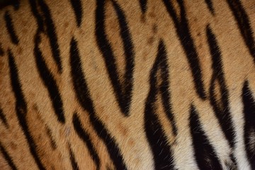 Skin and fur of the Bengal tiger