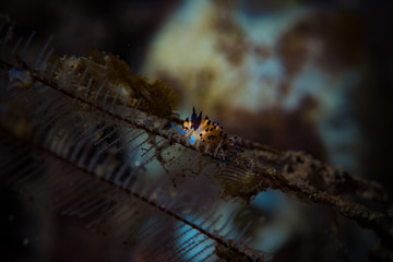 Favorinus tsuruganus Nudibranch