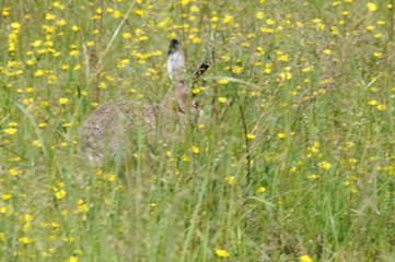European hare (Lepus europaeus) also known as the brown hare and flowers