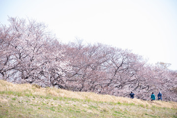 東京の多摩川河川敷の桜並木