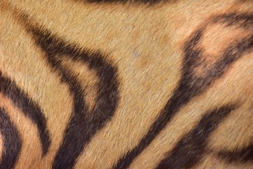 A black tiger pattern is tamed on the skin of the Bengal tiger.