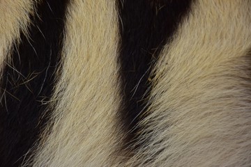 A black tiger pattern is tamed on the skin of the Bengal tiger.