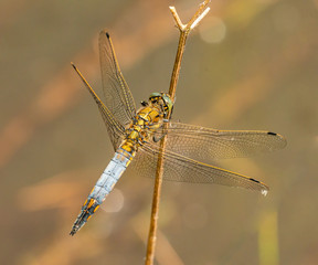 grey blue dragonfly sitting on dry vegetation
