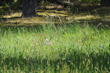 European hare (Lepus europaeus) also known as the brown hare and flowers