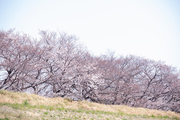 東京の多摩川河川敷の桜並木