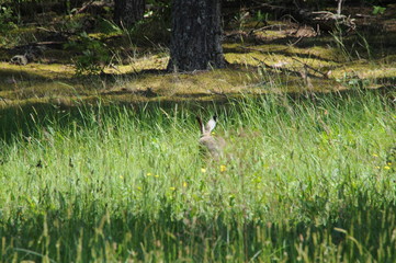 Obraz na płótnie Canvas European hare (Lepus europaeus) also known as the brown hare and flowers