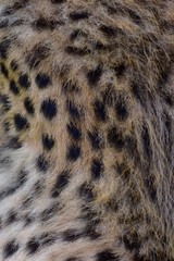 Feathers and black polka dots on Cheetah