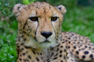 The face of the male cheetah