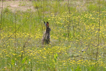 European hare (Lepus europaeus) also known as the brown hare and flowers