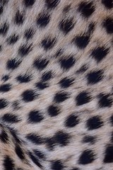 Feathers and black polka dots on Cheetah