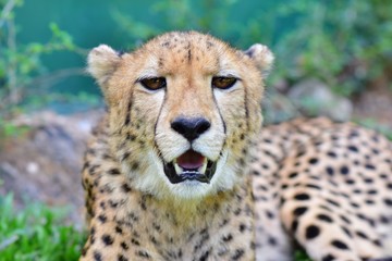 Naklejka na ściany i meble The face of the male cheetah