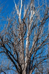Weisse Birke vor blauem Himmel im Frühling