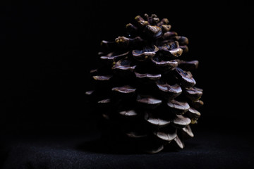 Abstract background photo from a Pine cone.