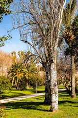 Bäume im Turiapark valencia