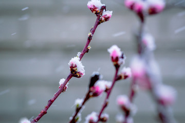 Wonderfully stunning peach tree with pink flower buds in early spring. The last frosts and snowfall had just caught them. A natural disaster that is terrible and beautiful at the same time.
