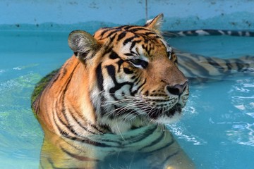 Fototapeta na wymiar Skin and fur of the Bengal tiger