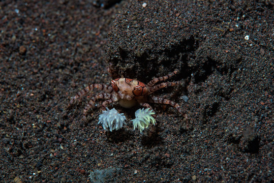 Boxer Crab (Lybia tessellata)