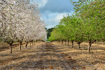 Green and white almond trees
