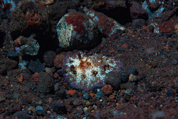 Dendrodoris tuberculosa Nudibranch