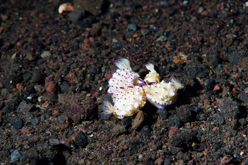 Bumpy Mexichromis (Mexichromis multituberculata)