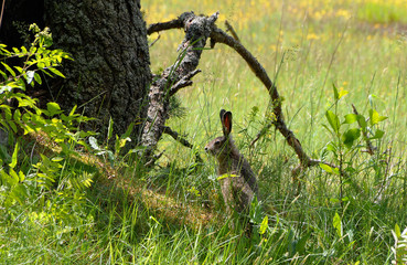 European hare (Lepus europaeus) also known as the brown hare and flowers