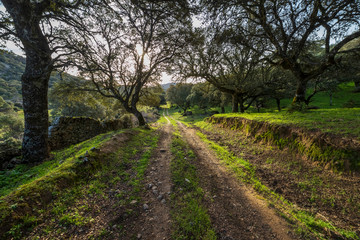 Camino del cerro Mingamorena entre encinas. Toledo.  España. Europa.