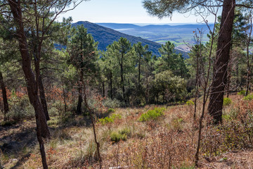 Fototapeta premium Pinos en los Montes de Toledo en un día soleado de invierno. España. Europa.