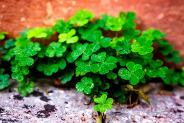 small shrubs in the garden