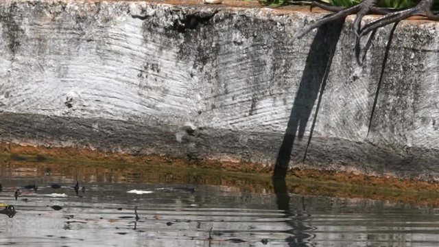 Some pieces of bread float above the water, a smart egret catches it and let some pieces fall in the water