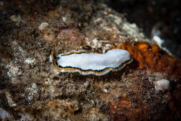 Pseudoceros sp. Flatworm
