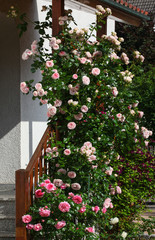 Fototapeta na wymiar Beautiful pink climbing rambler rose growing up a wooden frame at a house entrance