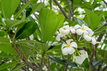 Obraz premium White plumeria flowers Which is the national flower Lao People's Democratic Republic