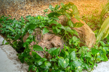 Green leaves wrapped around the rock And with pebbles With orange light in a beautiful garden