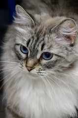 Portrait of a white and fluffy cat with blue eyes