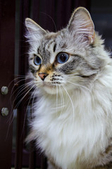 Portrait of a white and fluffy cat with blue eyes