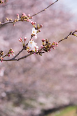 東京の多摩川河川敷の桜のクローズアップ