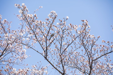 東京の多摩川河川敷の桜に集まる野鳥