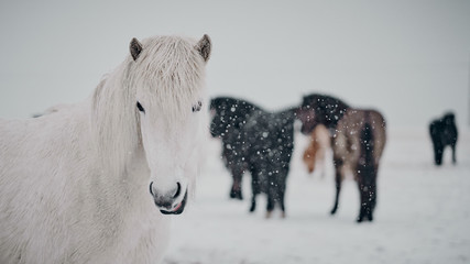 Iceland horses