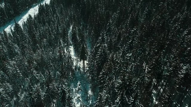 mountains snow snowy Carpathians coniferous forest ski resort beautiful landscape aerial video 4K