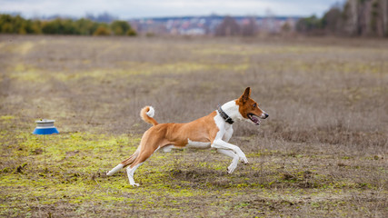 Naklejka na ściany i meble Coursing. Basenji dogs runs across the field