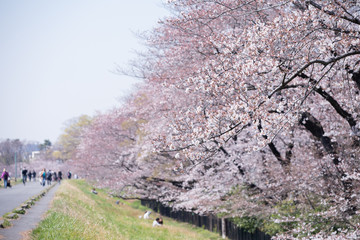 東京の多摩川河川敷の桜並木