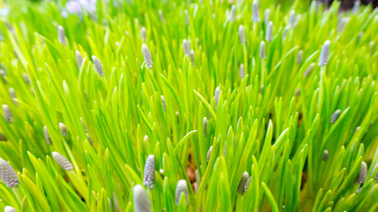 Fototapeta na wymiar Muscari spring primrose or grape hyacinth close-up. Bright juicy grass as a floral Easter background or texture for wallpaper. Macro photo of a beautiful neat grass lawn