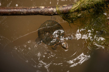 Schildkröte in Fluss