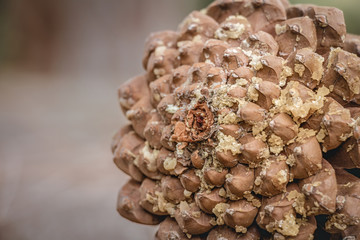 Brown pine cone with resin