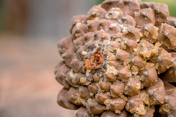 Brown pine cone with resin
