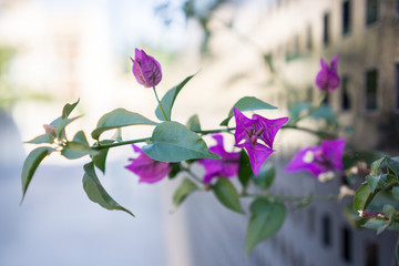 bougainvillea flowers a climbing plant with purple leaves