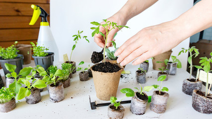 Transplanting tomato seedlings from peat tablets into peat pots using garden tools. Beautiful female hands transplant young seedlings of tomatoes for growing indoors in early spring.