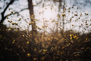 Spring background with fresh green leaves at sunset